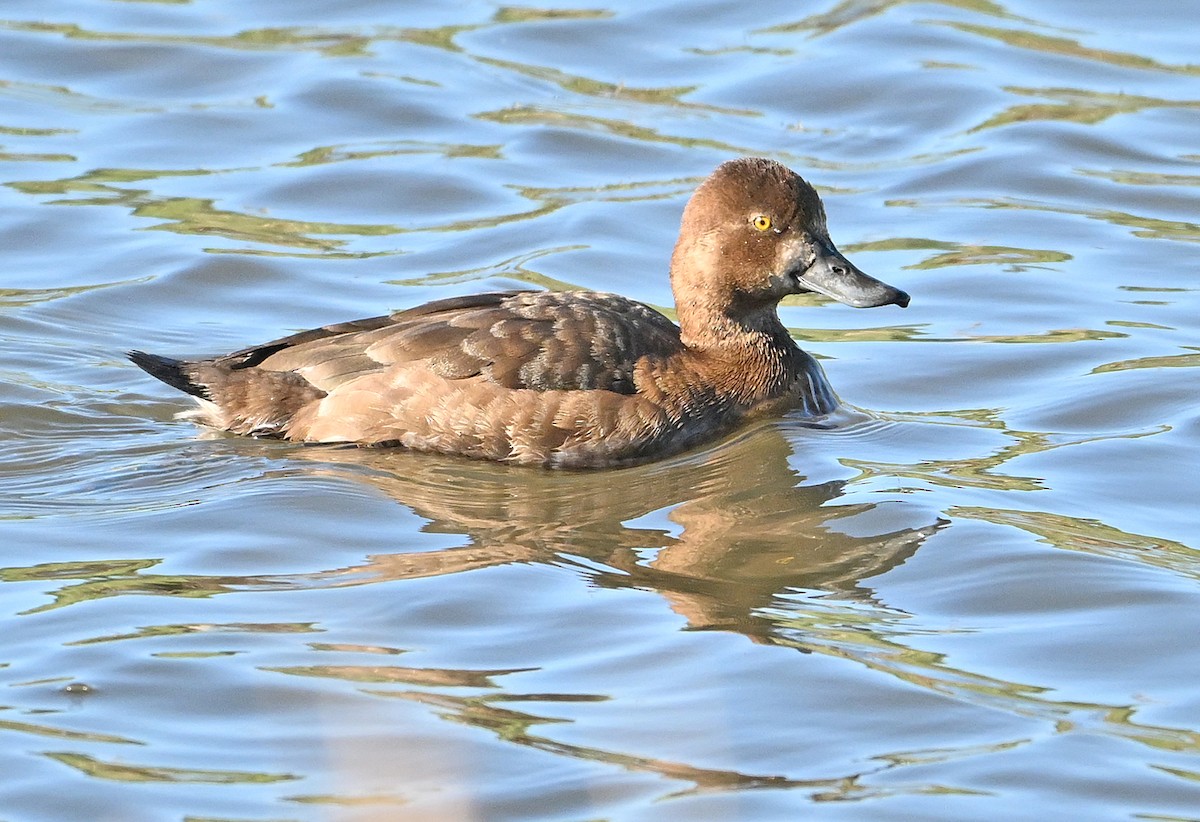 Lesser Scaup - ML620159752