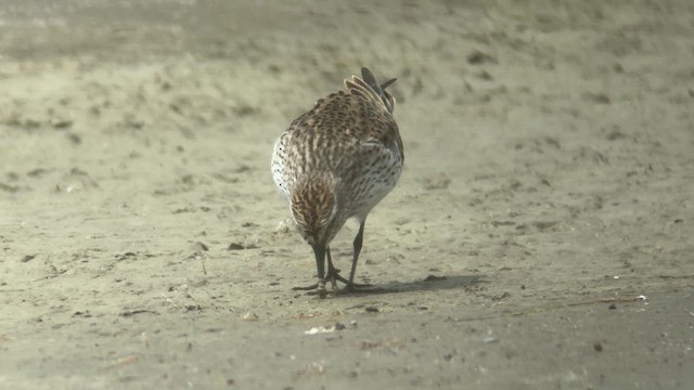 White-rumped Sandpiper - ML620159753