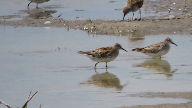 Baird's Sandpiper - ML620159754