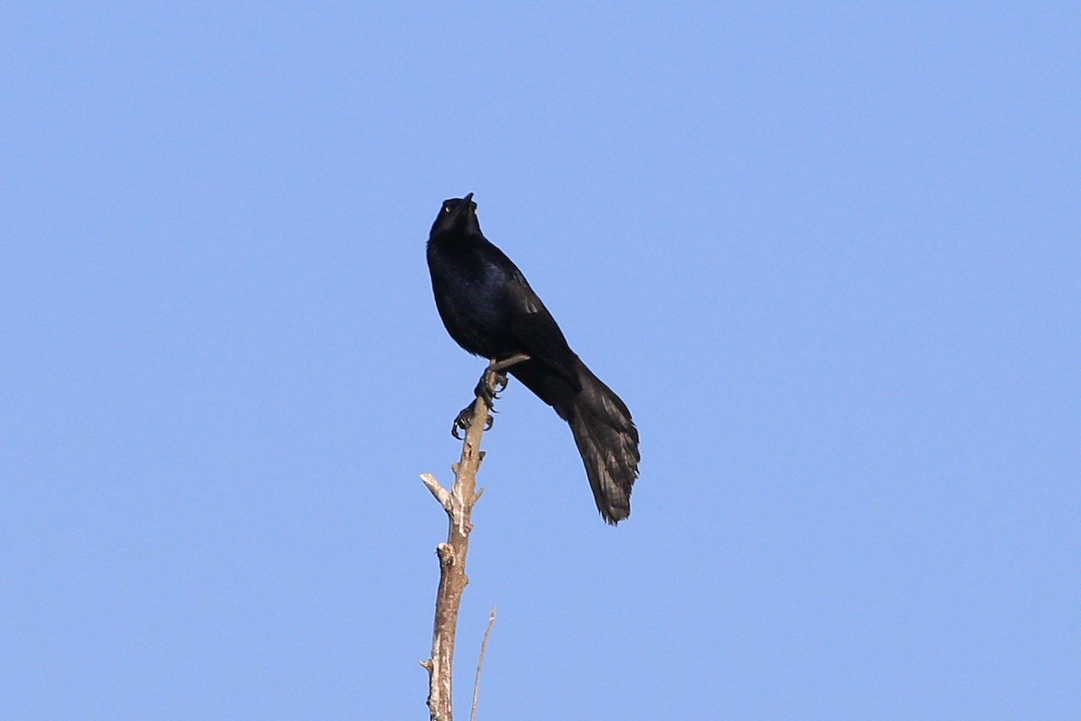 Great-tailed Grackle - ML620159755