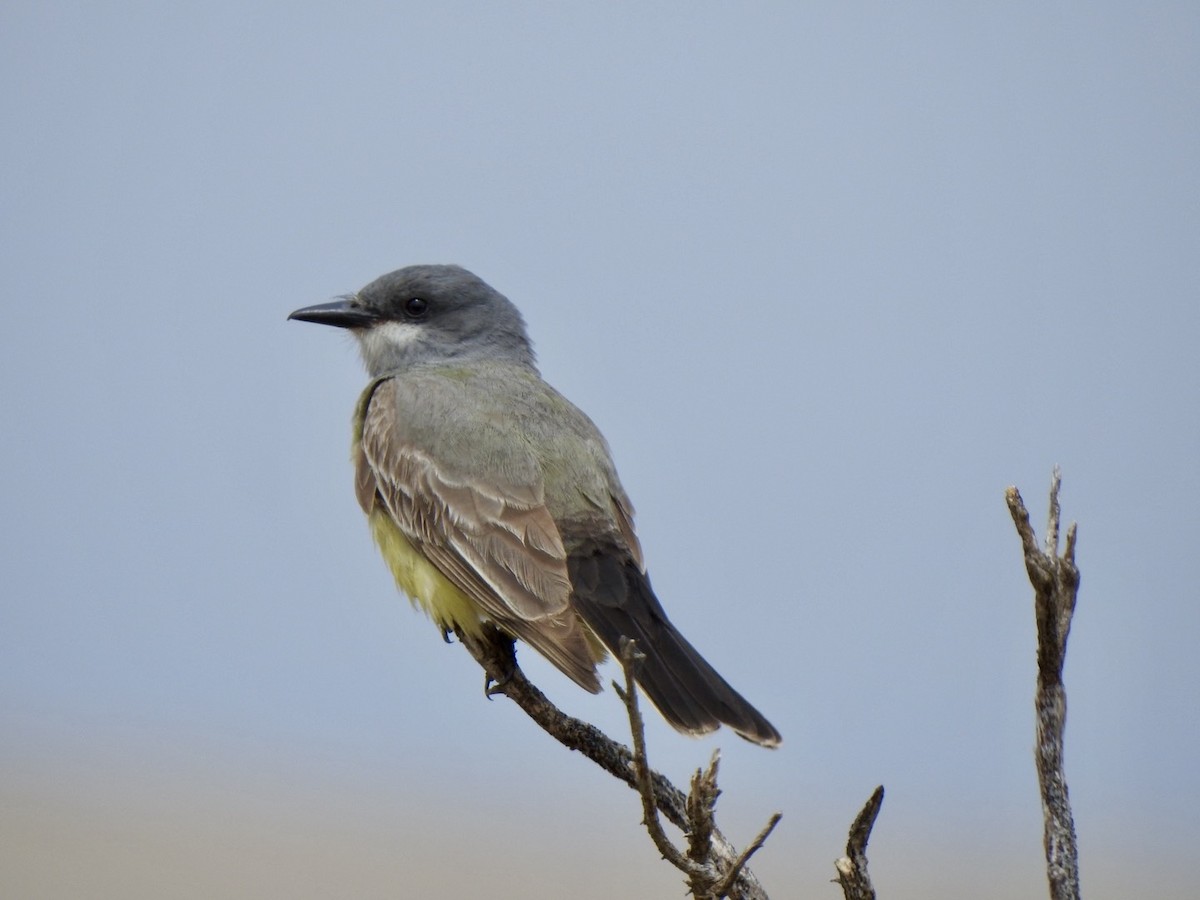 Cassin's Kingbird - ML620159756