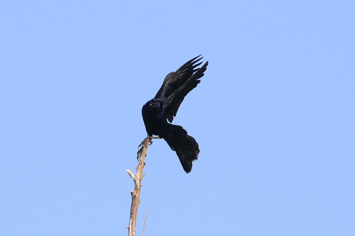 Great-tailed Grackle - ML620159757