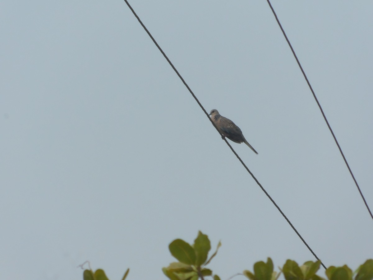 Spotted Dove - ML620159766
