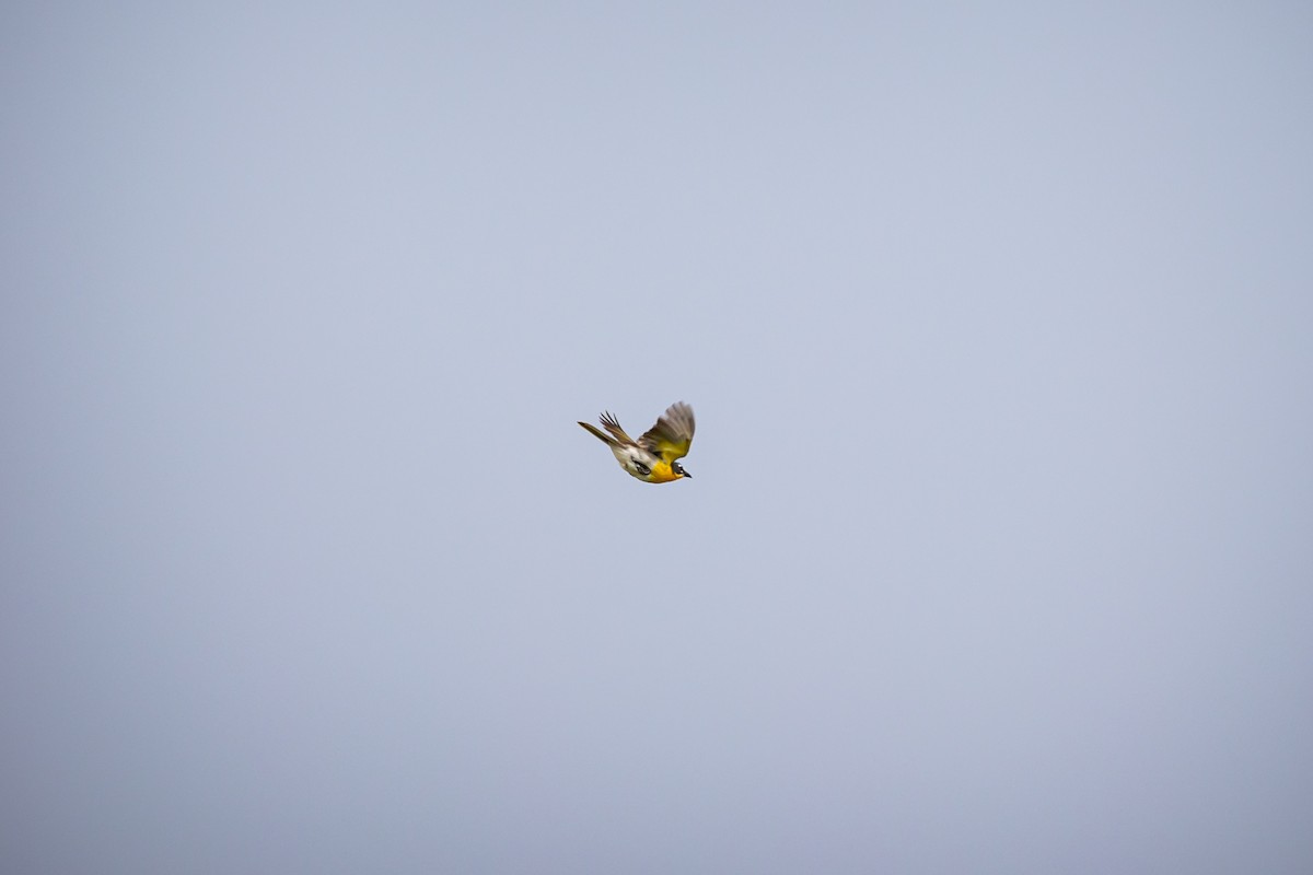 Yellow-breasted Chat - ML620159768