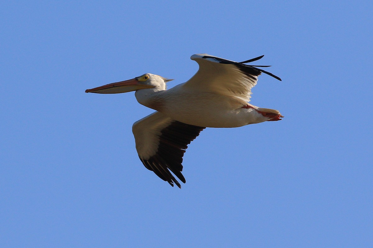 American White Pelican - ML620159774