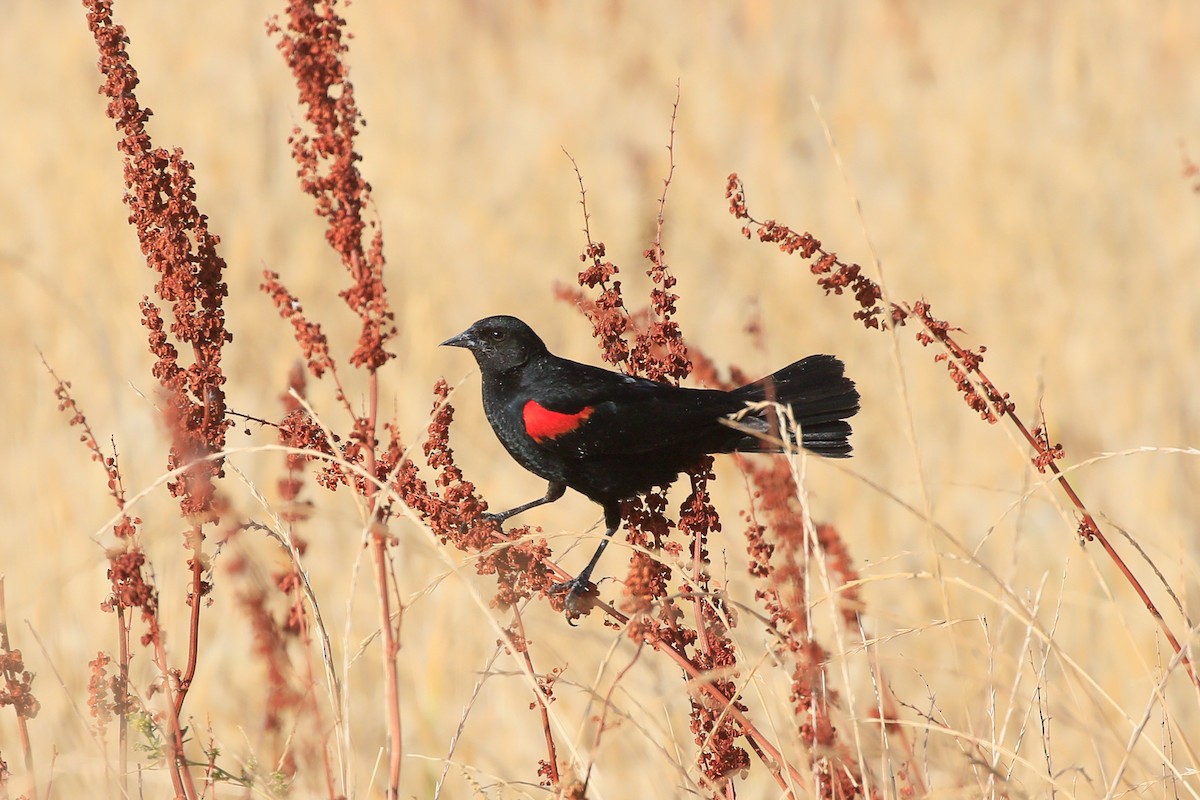 Red-winged Blackbird - ML620159779
