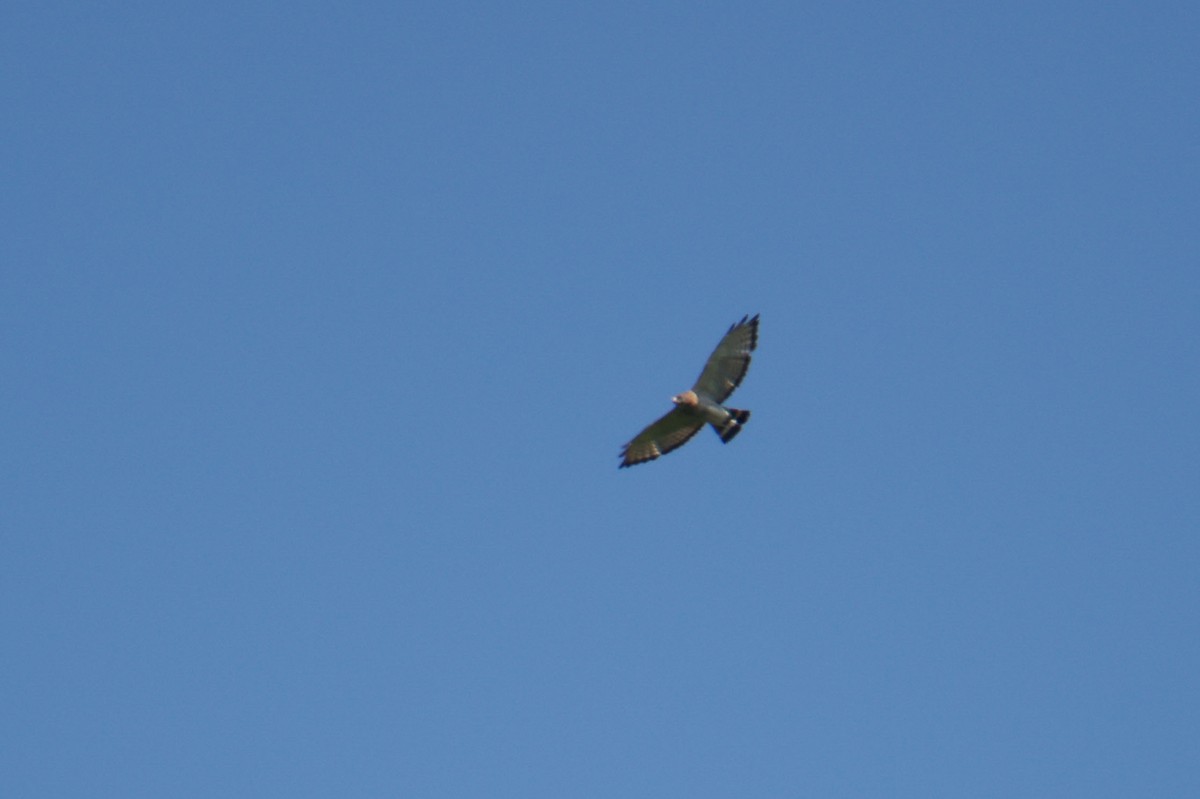 Broad-winged Hawk - ML620159791