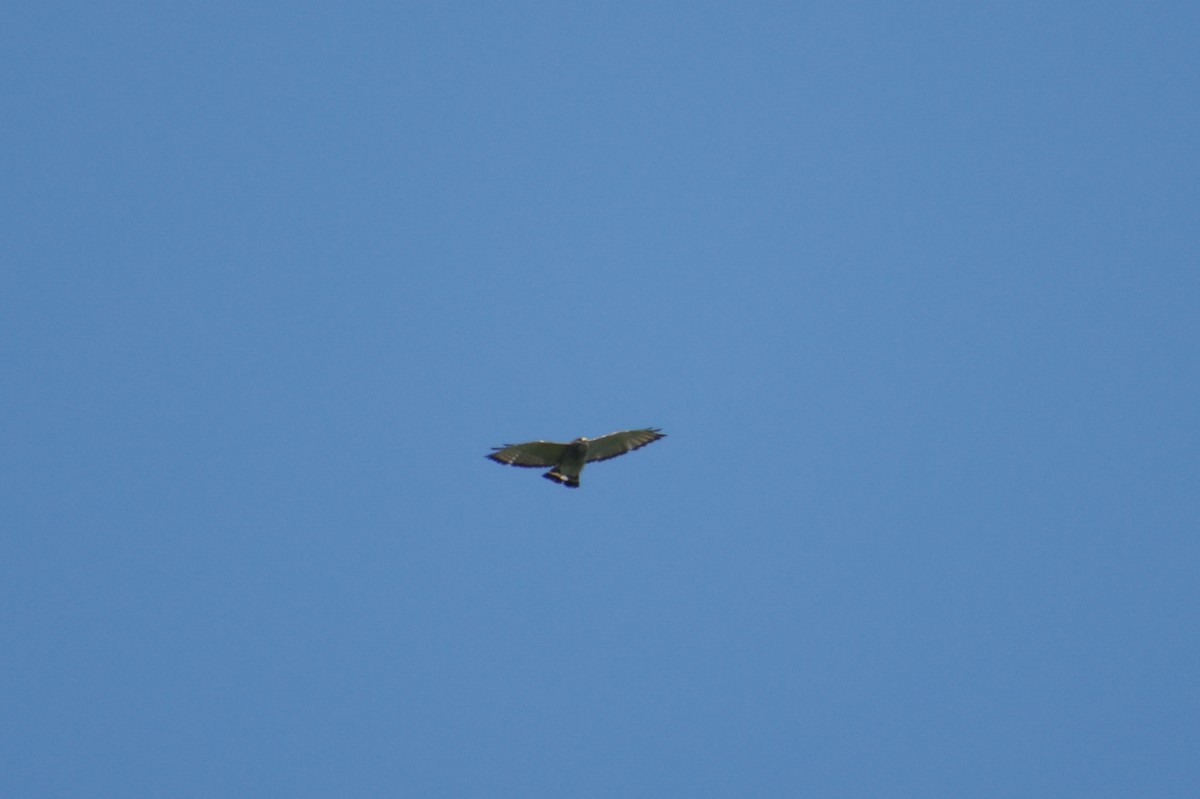 Broad-winged Hawk - ML620159792