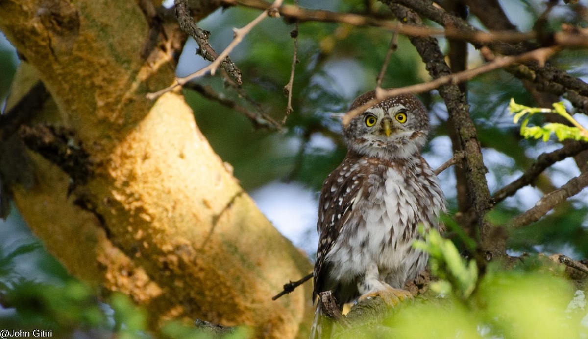 Pearl-spotted Owlet - ML620159798