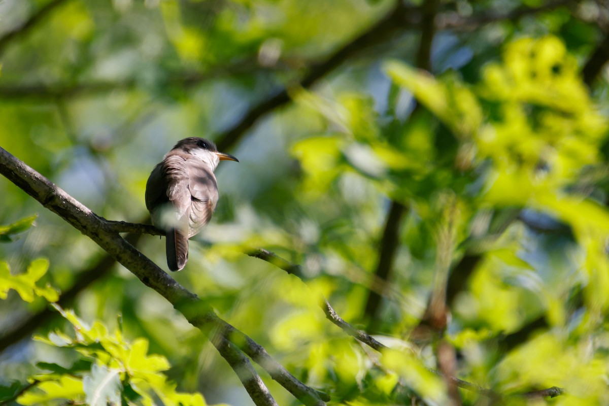 Yellow-billed Cuckoo - ML620159803