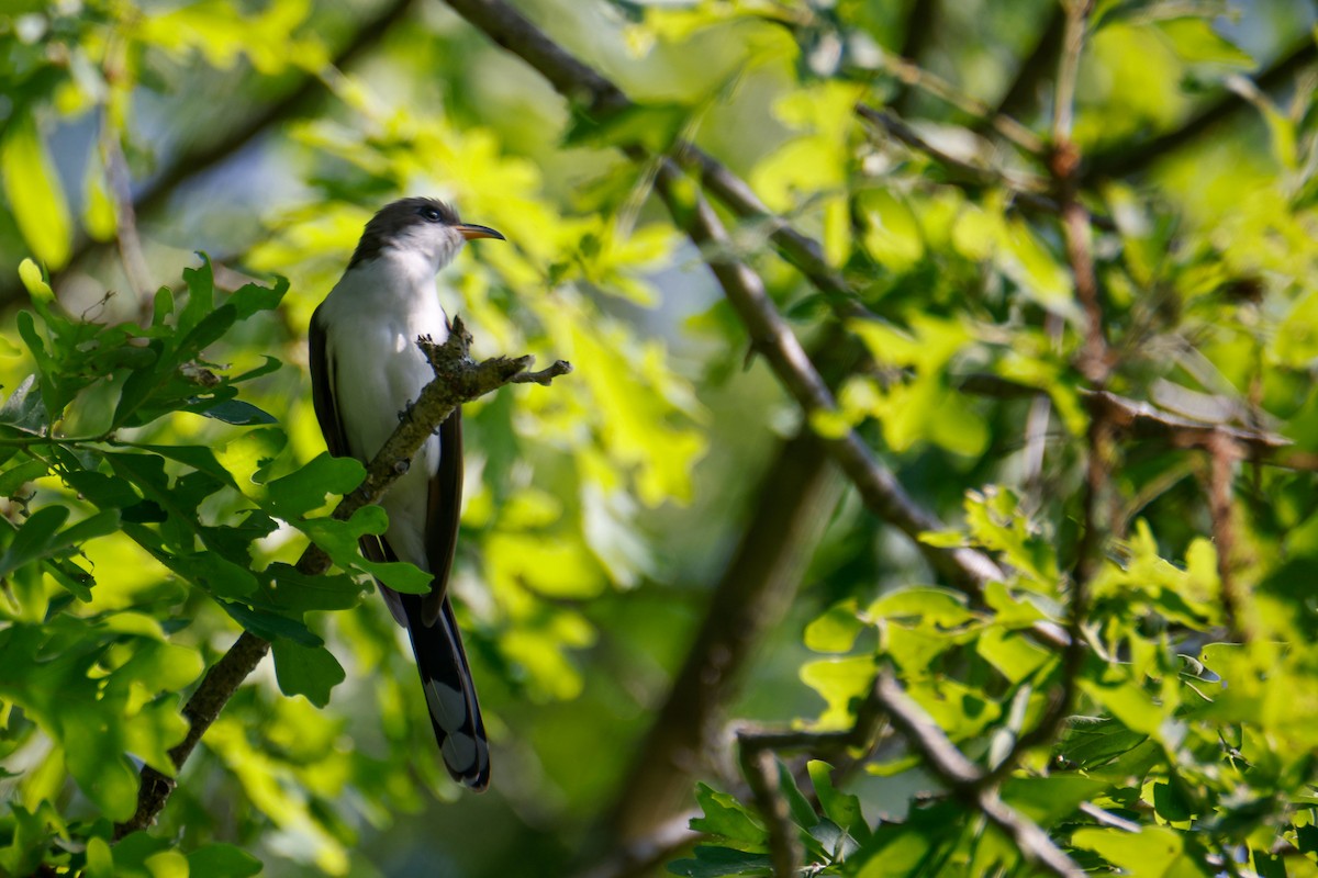 Yellow-billed Cuckoo - ML620159805