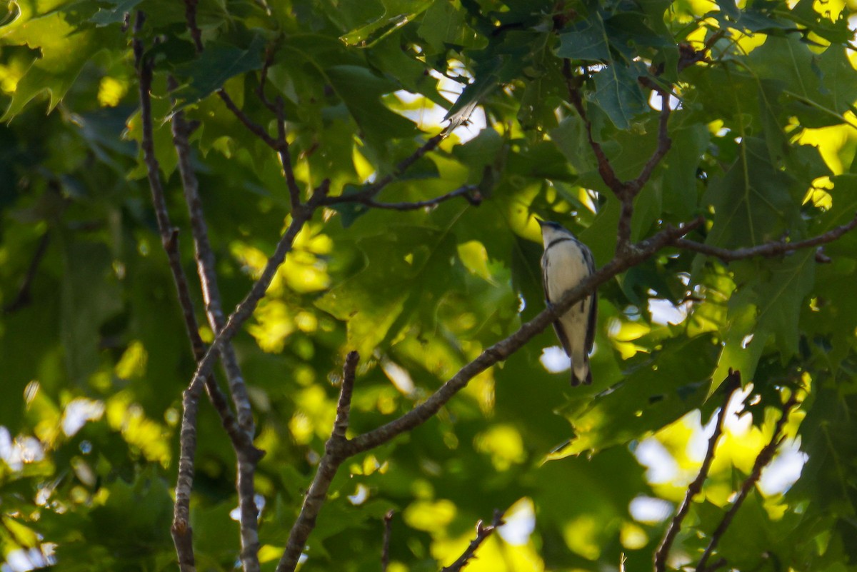 Cerulean Warbler - ML620159809