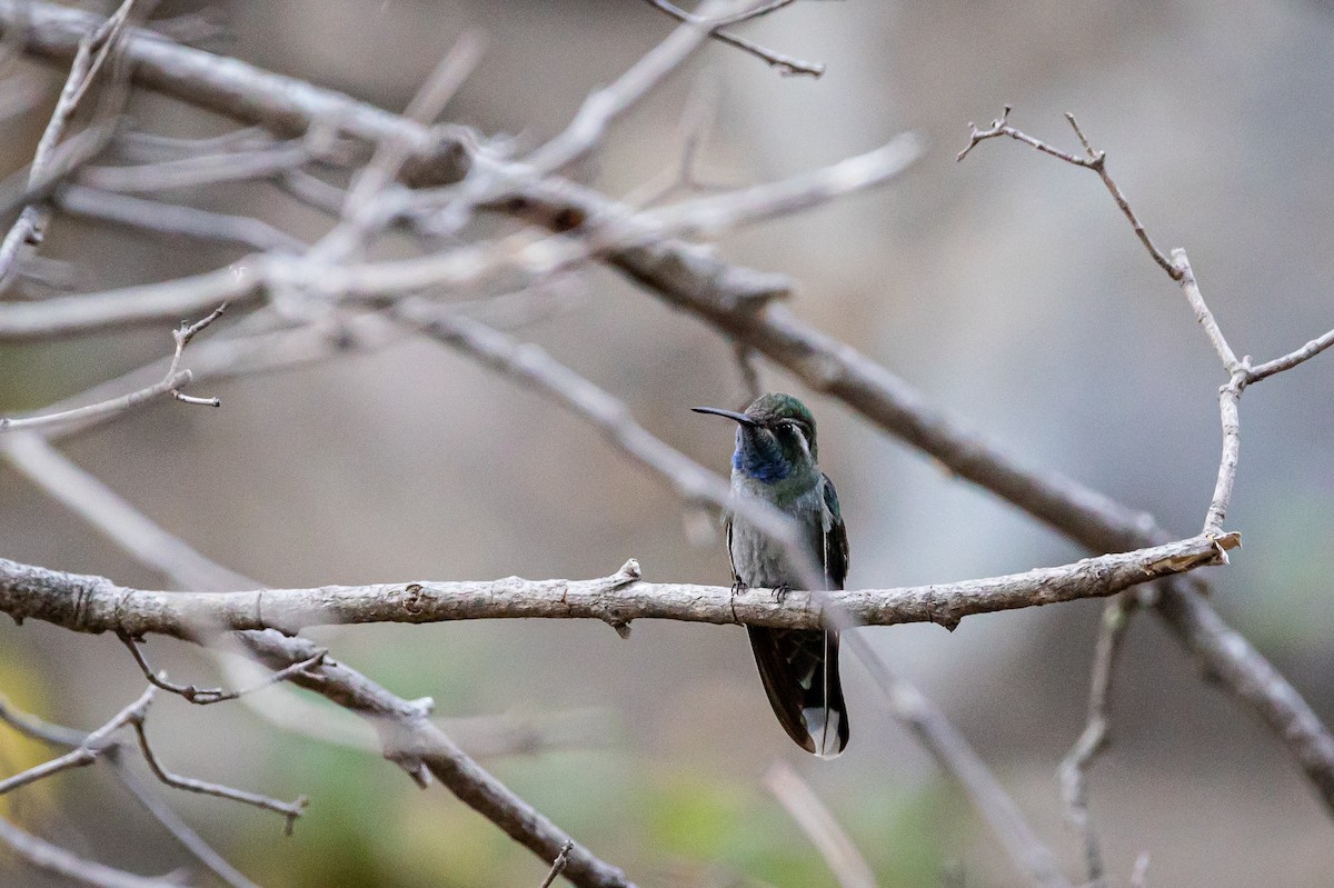kolibřík blankytohrdlý - ML620159816