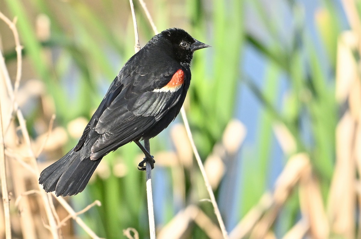 Red-winged Blackbird - ML620159819