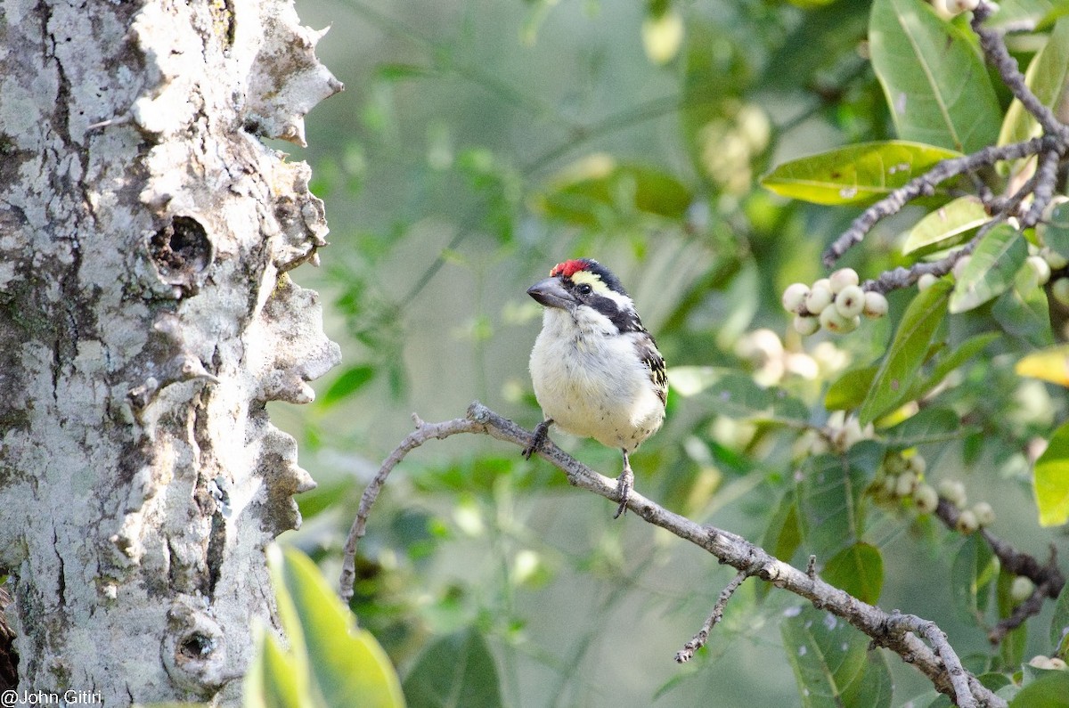 Red-fronted Barbet - ML620159821