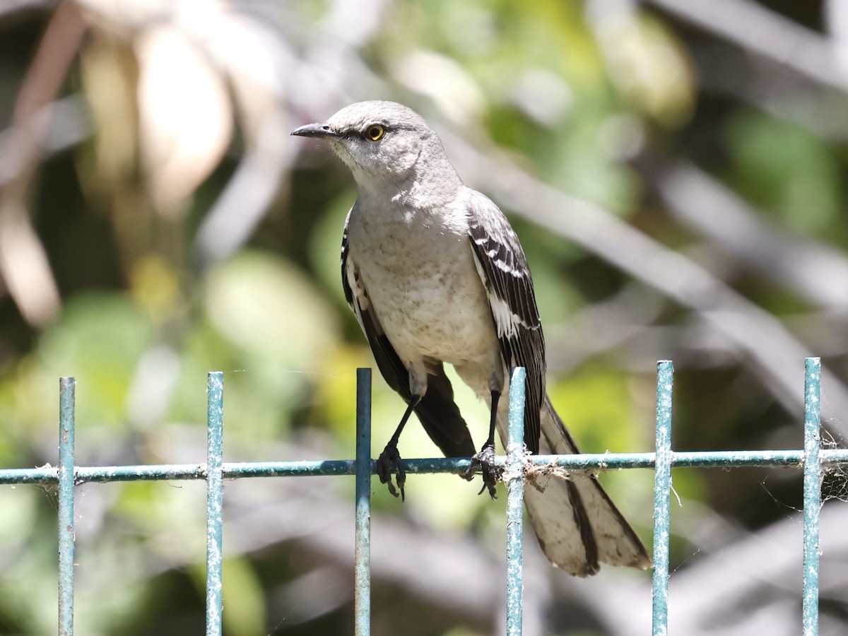 Northern Mockingbird - ML620159835