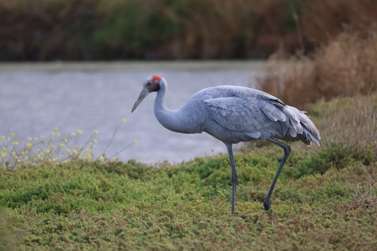 Grue brolga - ML620159848