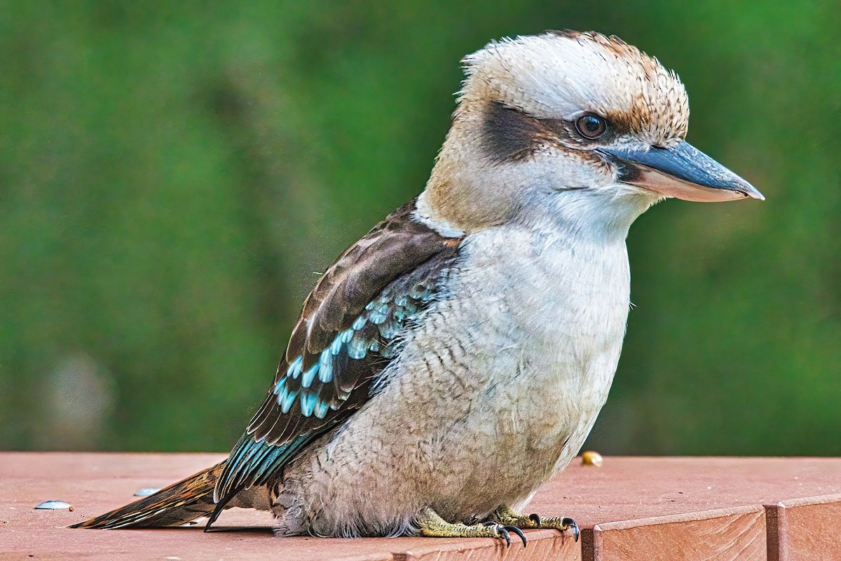 Laughing Kookaburra - ML620159852