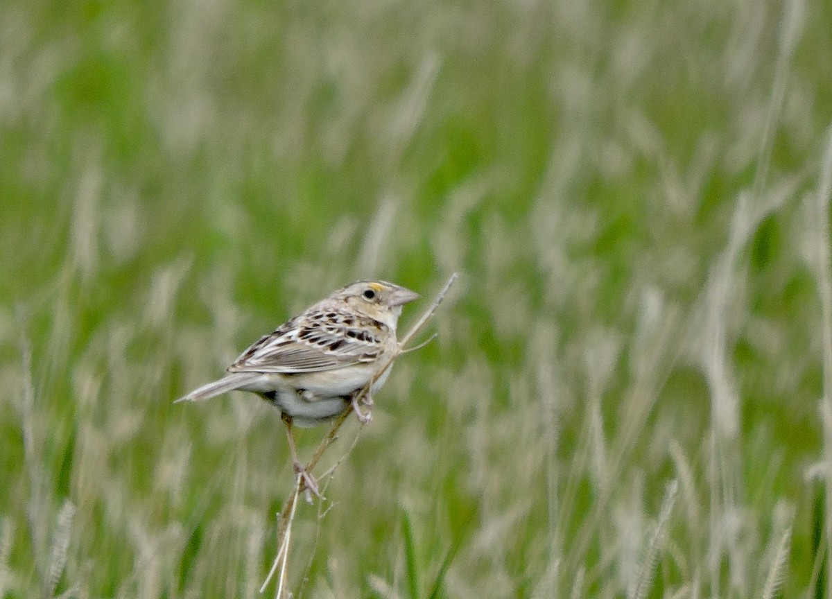 Grasshopper Sparrow - ML620159858