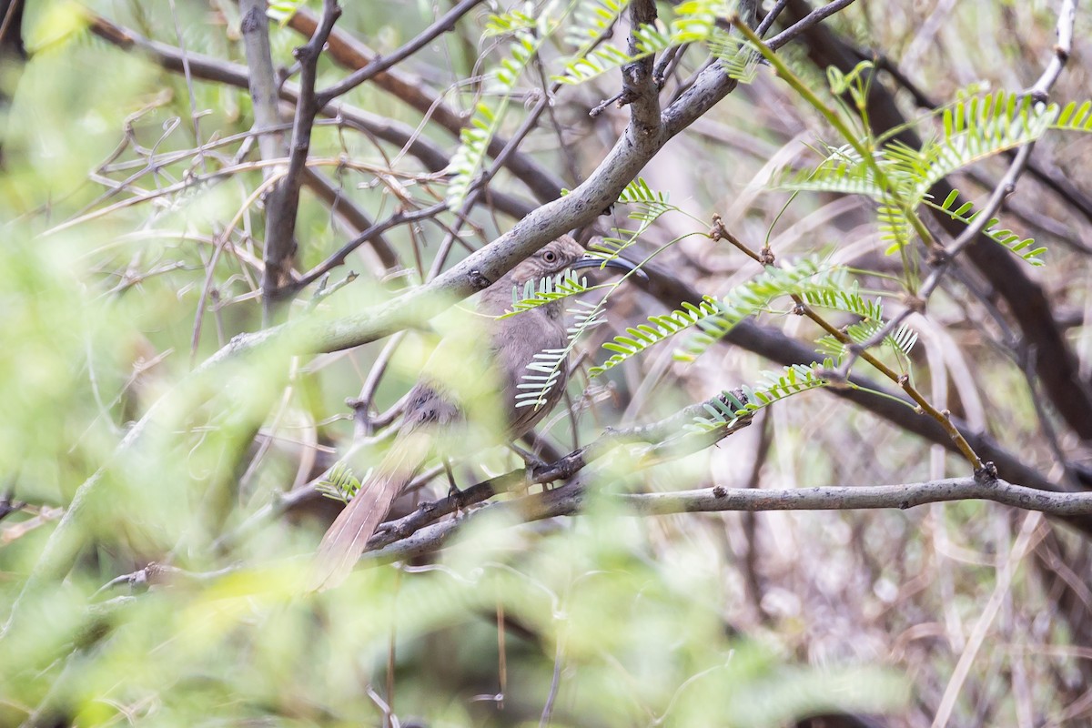 Crissal Thrasher - ML620159861