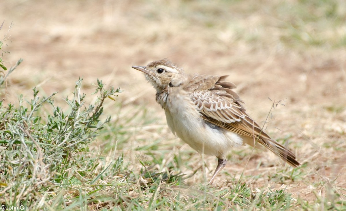 Plain-backed Pipit - ML620159863