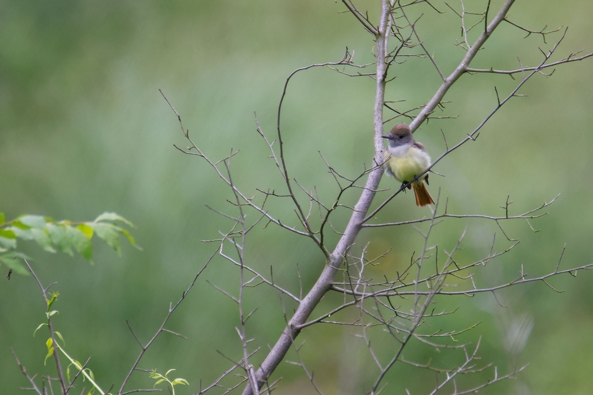 Great Crested Flycatcher - ML620159864