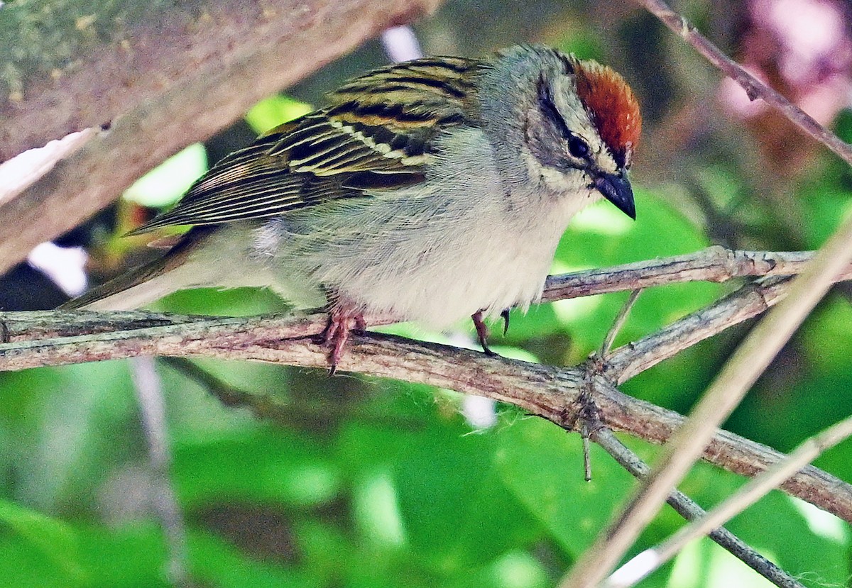 Chipping Sparrow - ML620159887