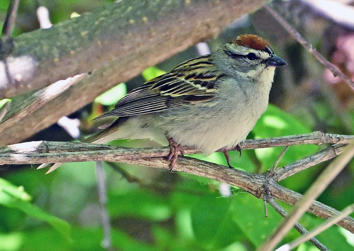 Chipping Sparrow - ML620159889