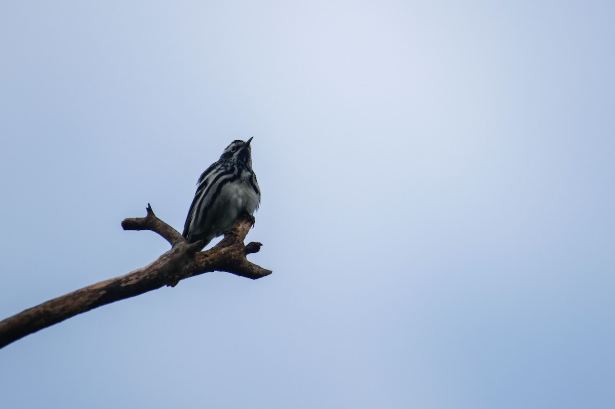 Black-and-white Warbler - ML620159890
