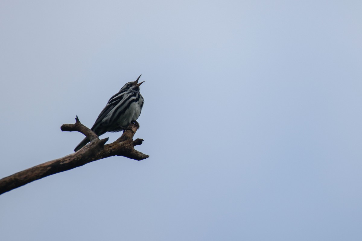Black-and-white Warbler - ML620159891