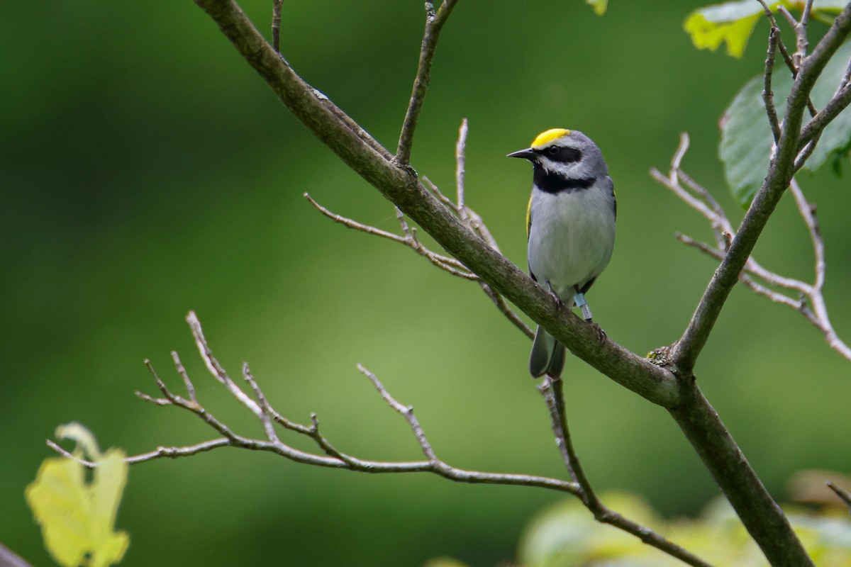 Golden-winged Warbler - ML620159899