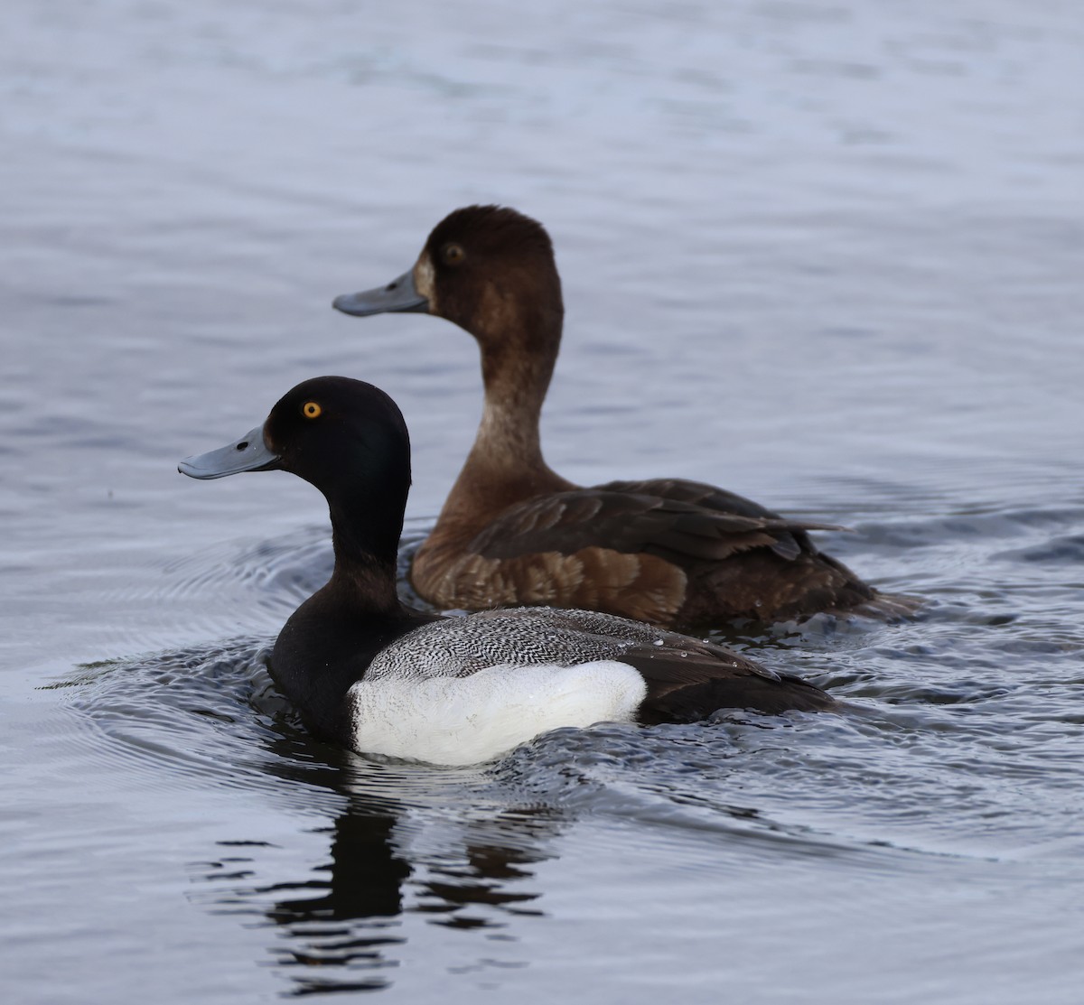 Greater Scaup - ML620159902