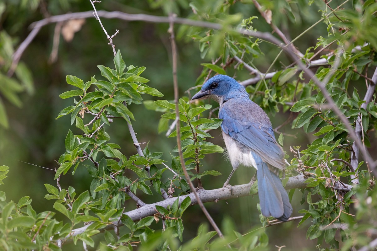 Mexican Jay - ML620159907