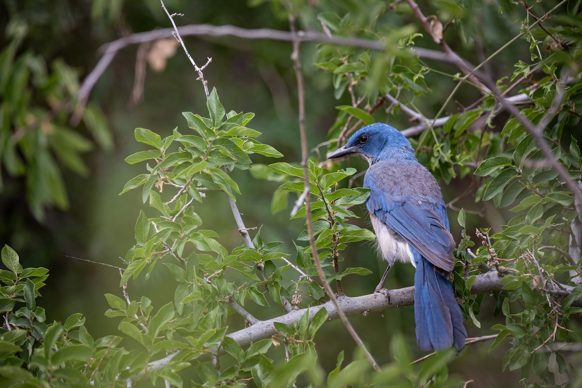Mexican Jay - ML620159908