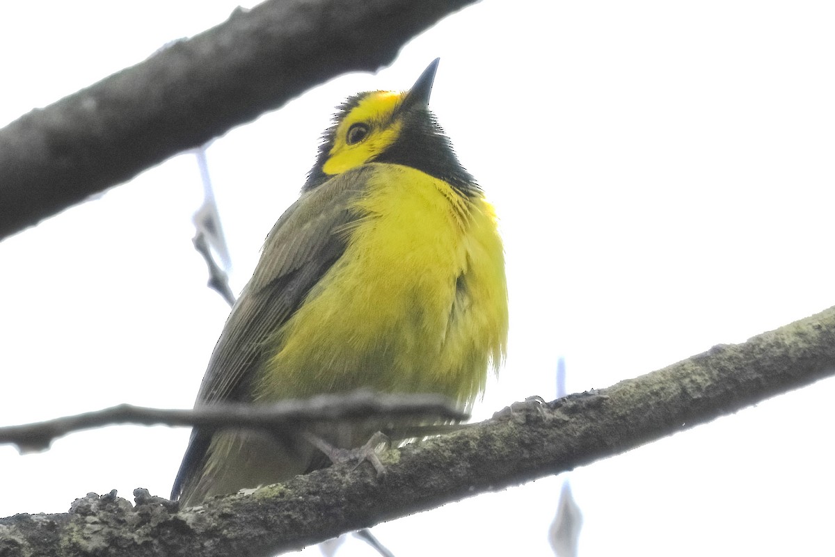 Hooded Warbler - ML620159909