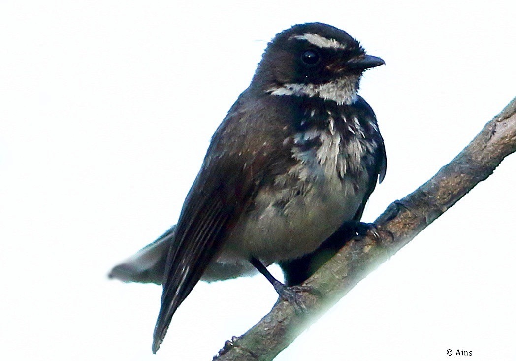 Spot-breasted Fantail - ML620159916