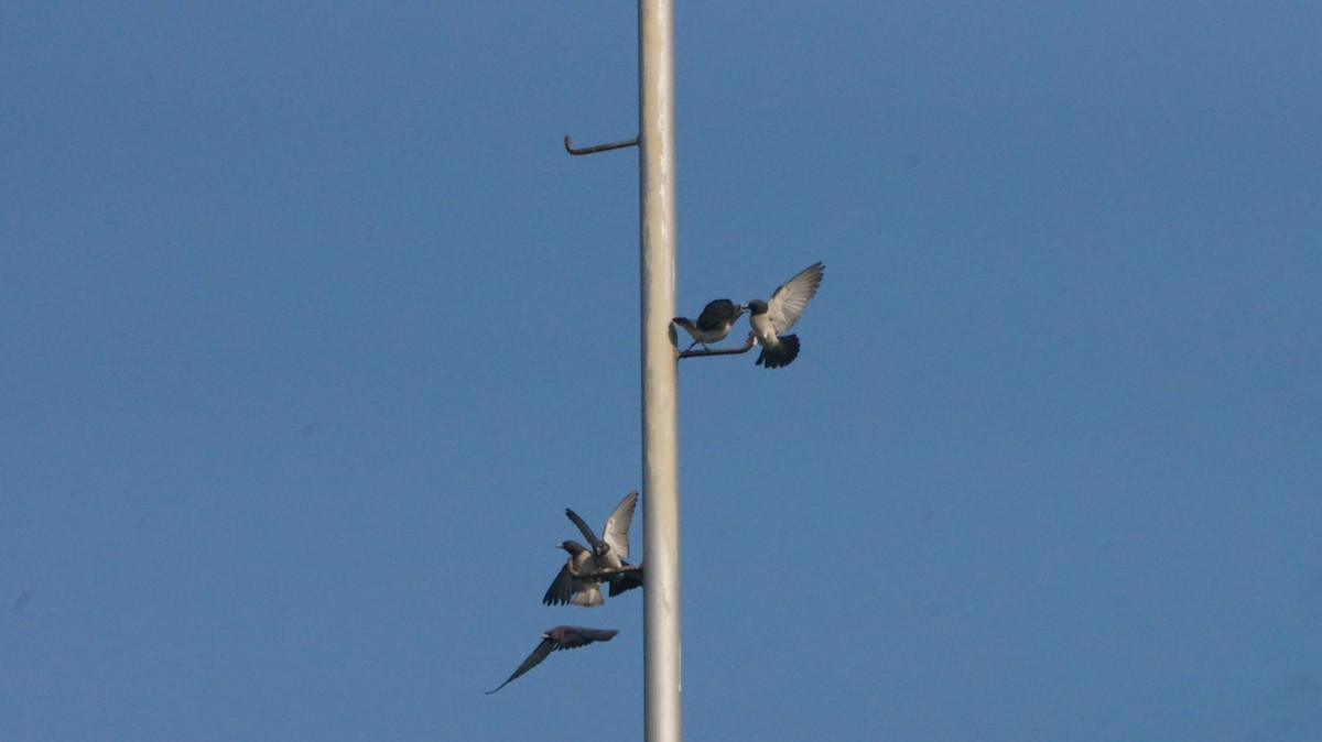 白胸燕鵙 - ML620159931