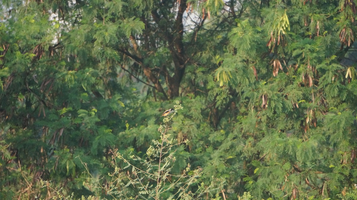 Long-tailed Shrike - ML620159946