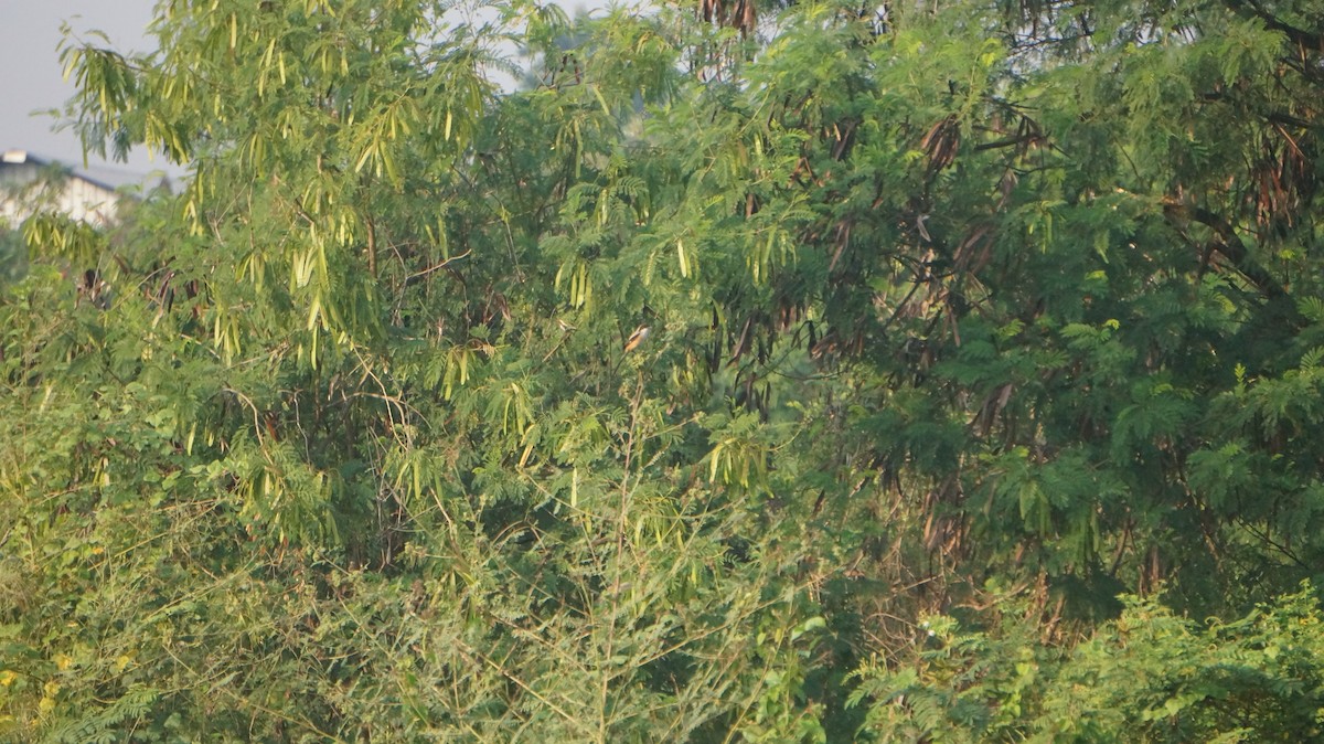Long-tailed Shrike - ML620159947