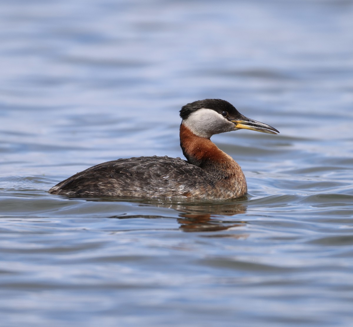 Red-necked Grebe - ML620159958