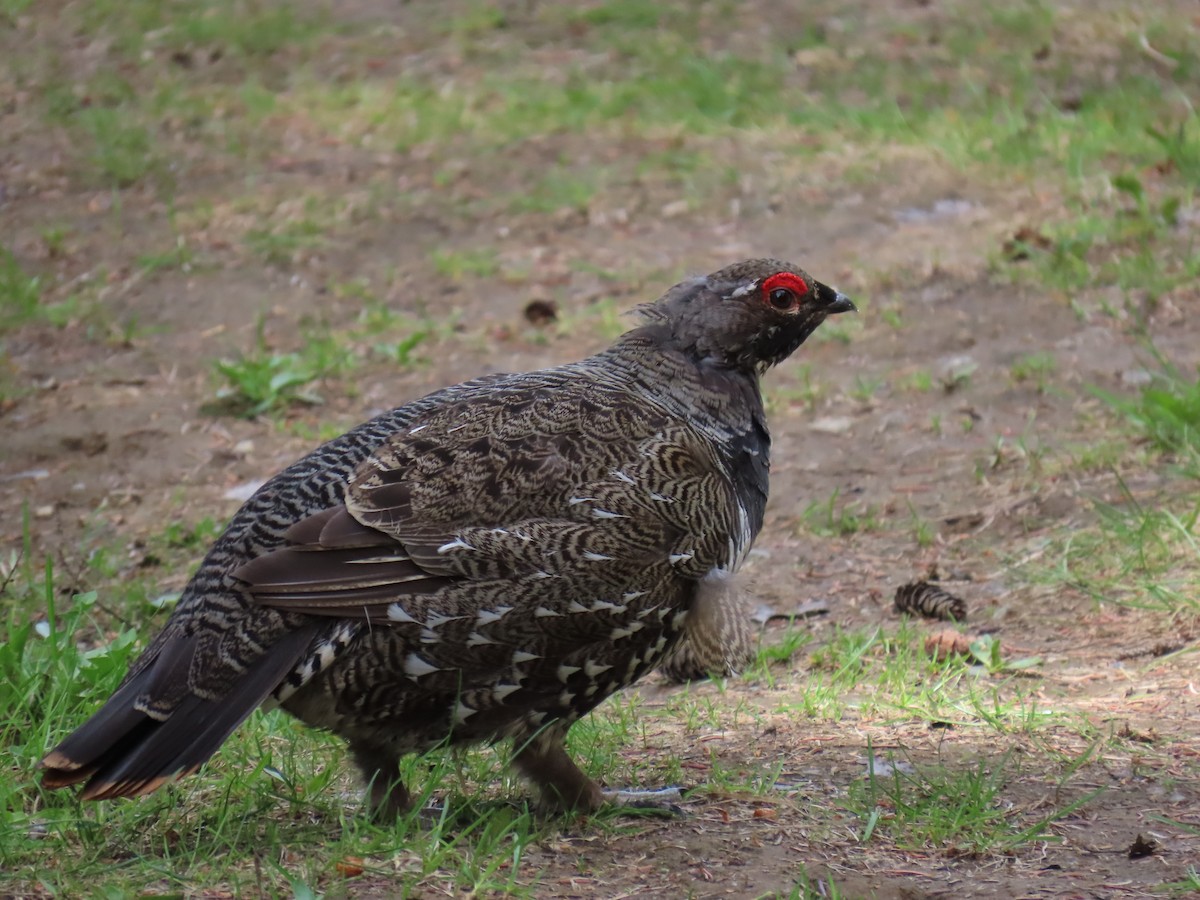 Spruce Grouse (Spruce) - ML620159962