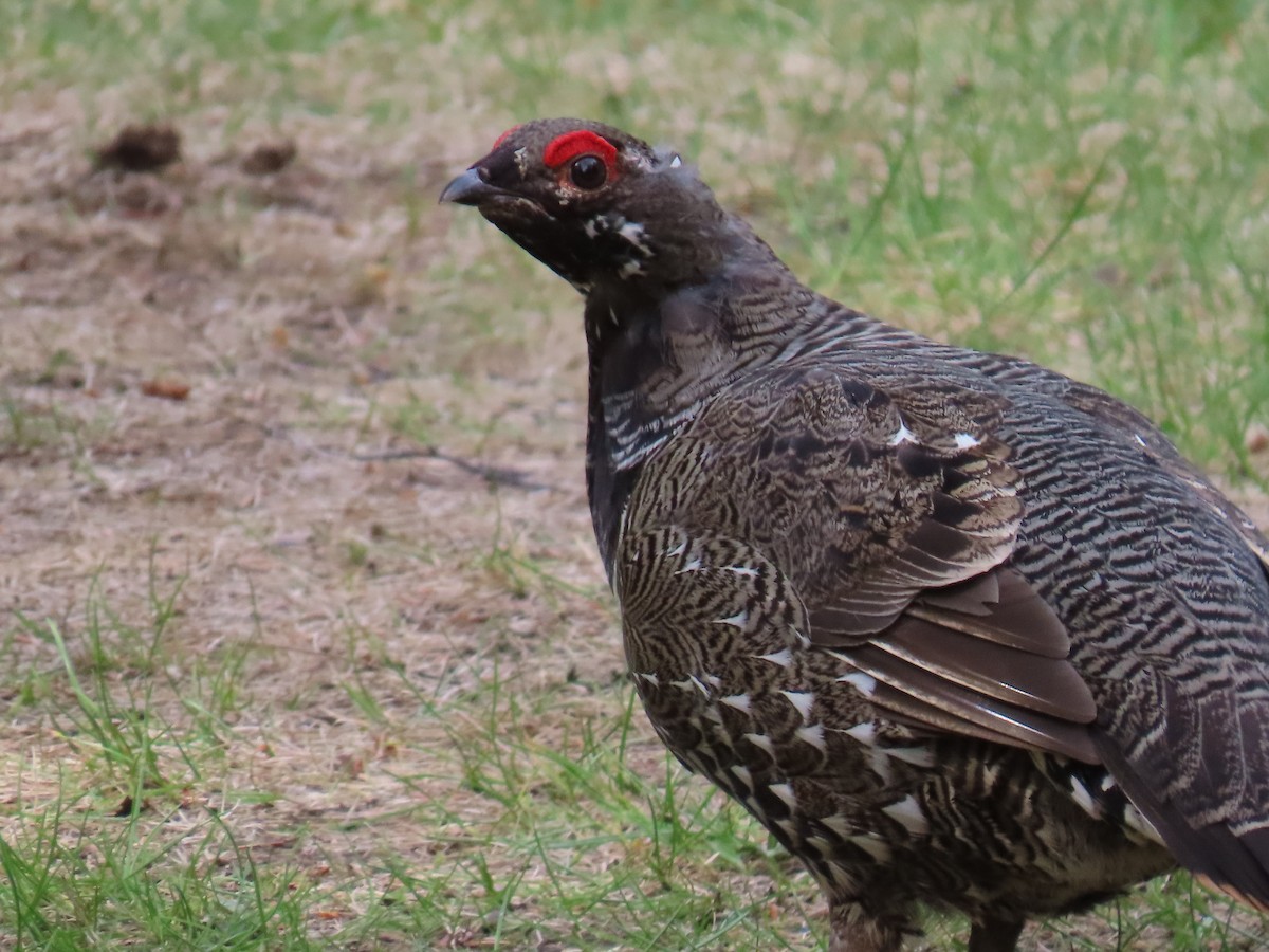 Spruce Grouse (Spruce) - ML620159964