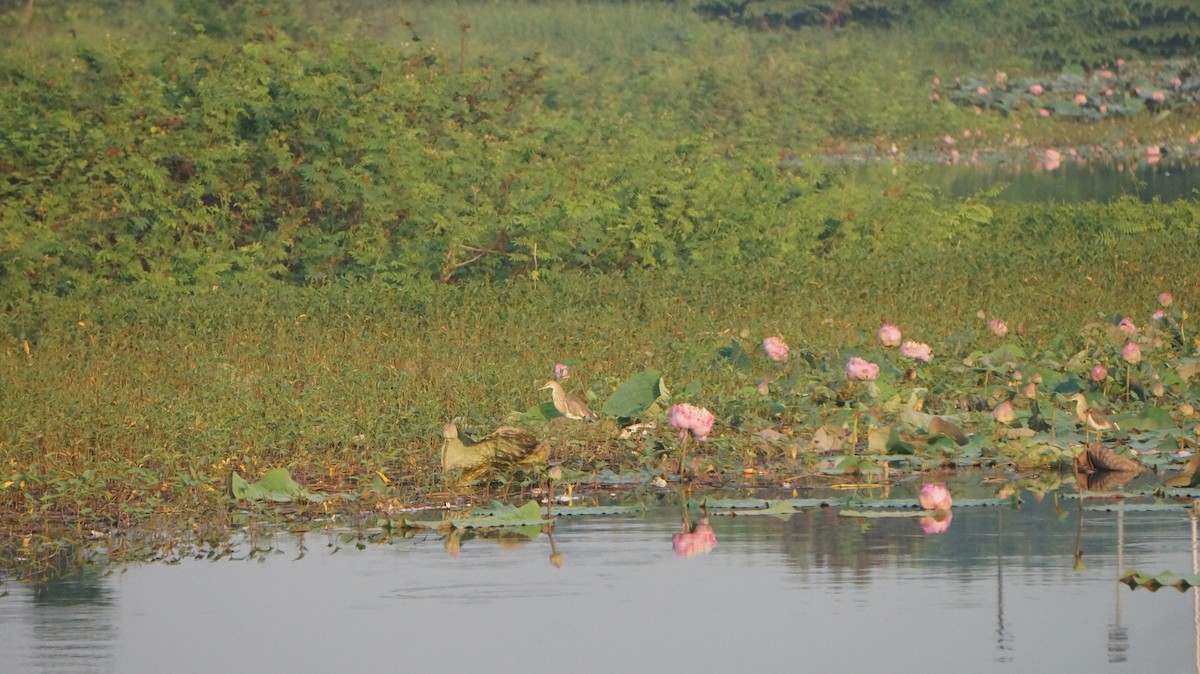 Javan Pond-Heron - ML620159965