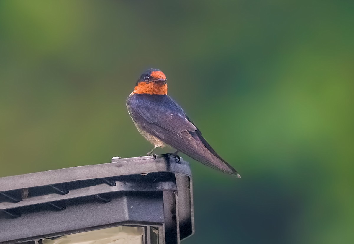 Pacific Swallow - ML620159968