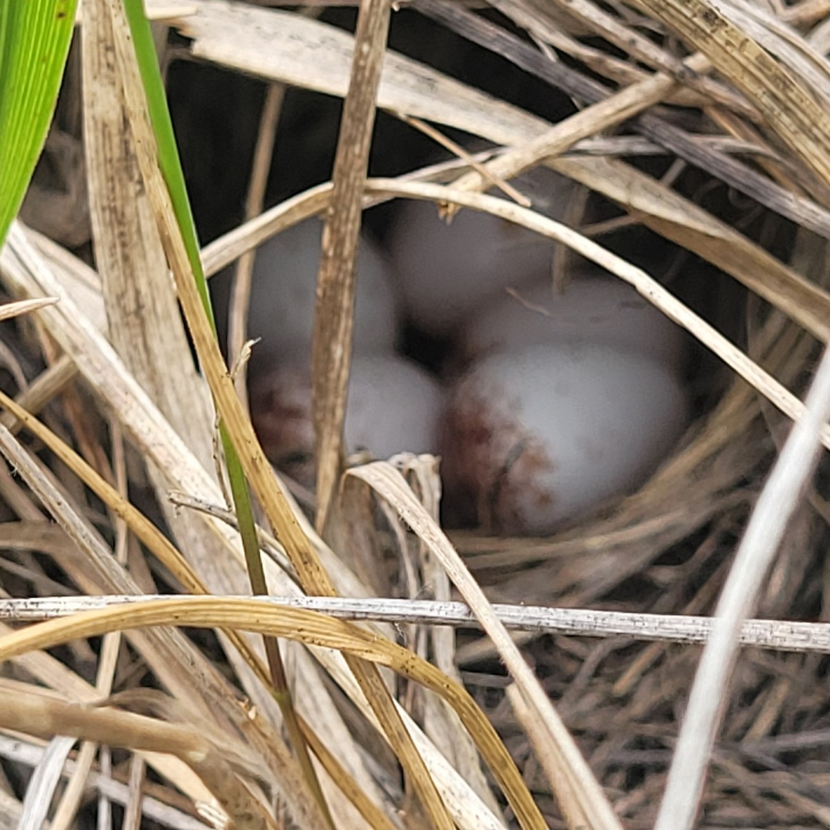 Grasshopper Sparrow - ML620159971