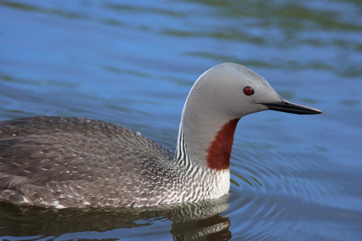 Red-throated Loon - ML620159974