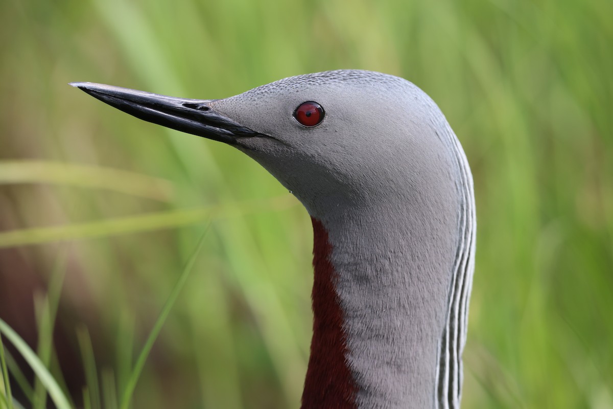 Red-throated Loon - ML620159976