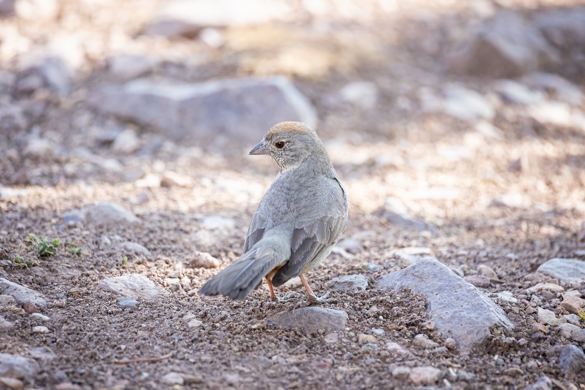 Canyon Towhee - ML620159984