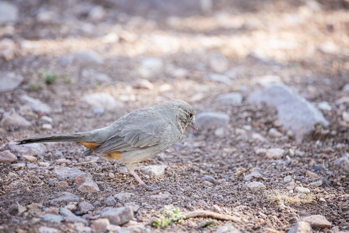 Canyon Towhee - ML620159985