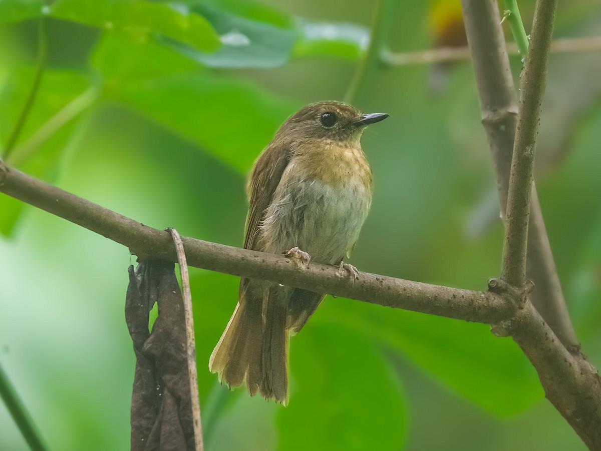 Fulvous-chested Jungle Flycatcher - ML620159988